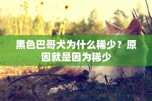 黑色巴哥犬為什么稀少？原因就是因為稀少