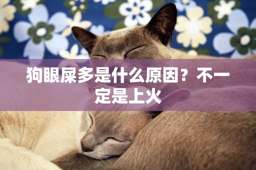 狗眼屎多是什么原因？不一定是上火