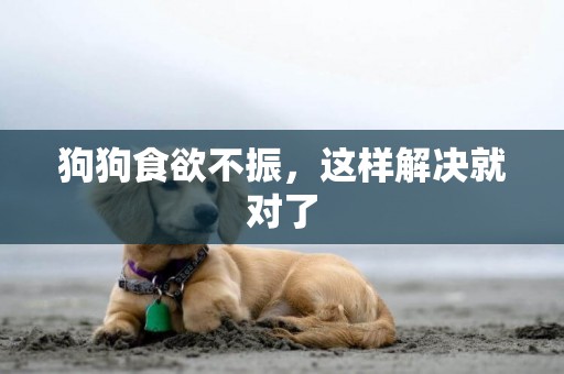 狗狗食欲不振，這樣解決就對了