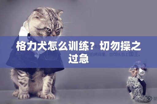 格力犬怎么訓練？切勿操之過急