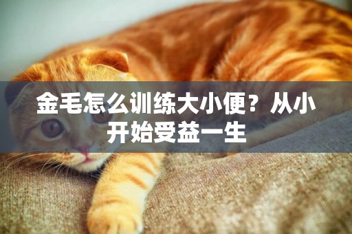 金毛怎么訓練大小便？從小開始受益一生