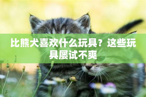 比熊犬喜歡什么玩具？這些玩具屢試不爽