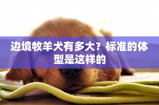 邊境牧羊犬有多大？標準的體型是這樣的