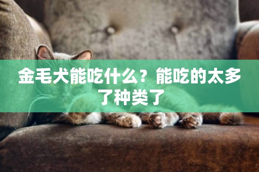 金毛犬能吃什么？能吃的太多了種類了