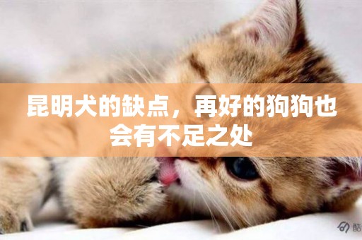昆明犬的缺點，再好的狗狗也會有不足之處