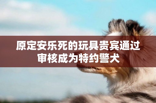 原定安樂死的玩具貴賓通過審核成為特約警犬
