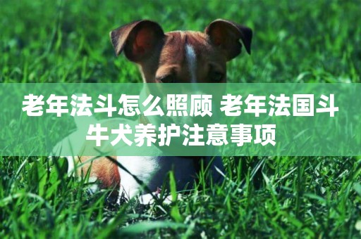 老年法斗怎么照顧 老年法國斗牛犬養護注意事項