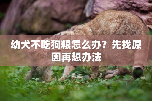幼犬不吃狗糧怎么辦？先找原因再想辦法