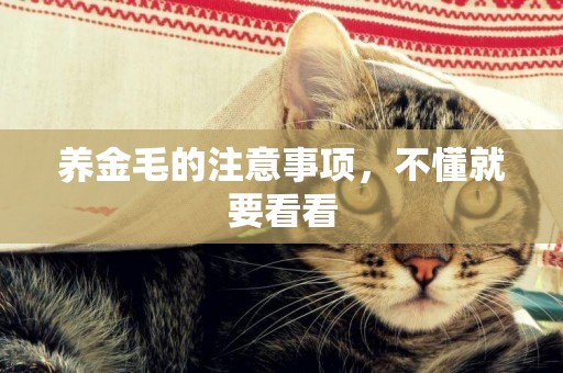 養金毛的注意事項，不懂就要看看