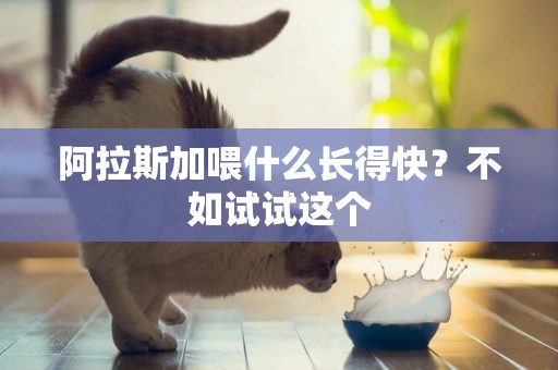 阿拉斯加喂什么長得快？不如試試這個