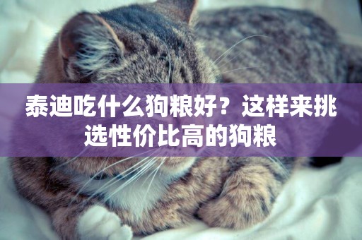 泰迪吃什么狗糧好？這樣來挑選性價比高的狗糧