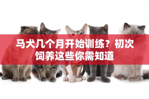 馬犬幾個月開始訓練？初次飼養這些你需知道