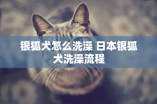 銀狐犬怎么洗澡 日本銀狐犬洗澡流程