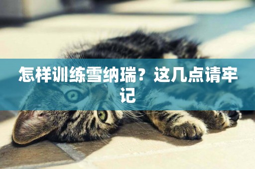 怎樣訓練雪納瑞？這幾點請牢記