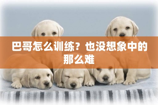巴哥怎么訓練？也沒想象中的那么難