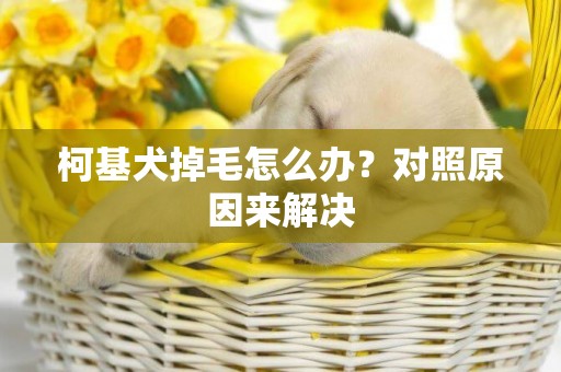 柯基犬掉毛怎么辦？對照原因來解決
