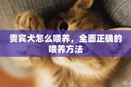貴賓犬怎么喂養，全面正確的喂養方法