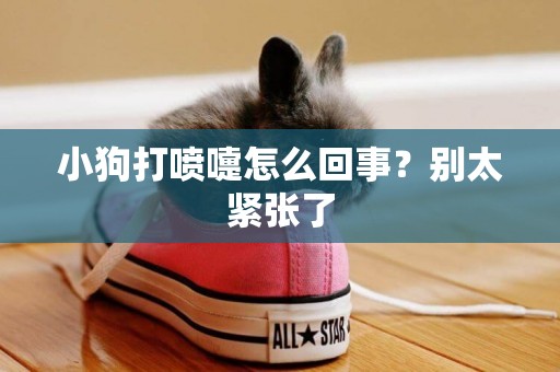 小狗打噴嚏怎么回事？別太緊張了