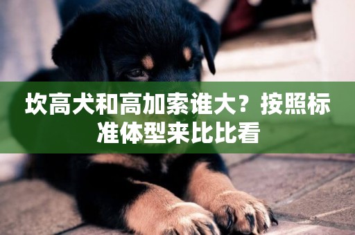 坎高犬和高加索誰大？按照標準體型來比比看