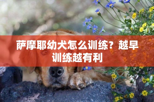 薩摩耶幼犬怎么訓練？越早訓練越有利
