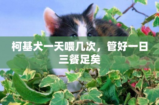 柯基犬一天喂幾次，管好一日三餐足矣