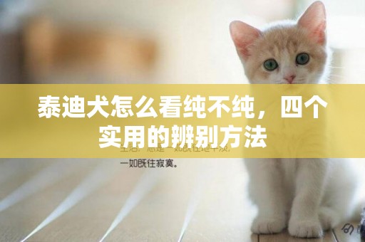 泰迪犬怎么看純不純，四個實用的辨別方法