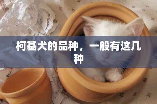 柯基犬的品種，一般有這幾種