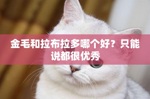 金毛和拉布拉多哪個好？只能說都很優秀
