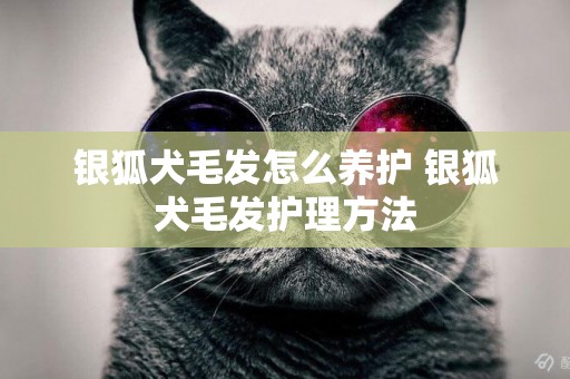 銀狐犬毛發怎么養護 銀狐犬毛發護理方法