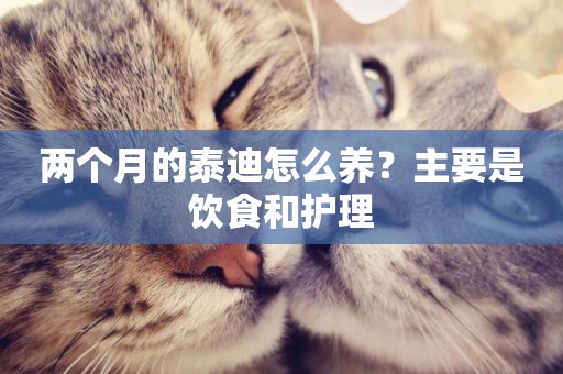 兩個月的泰迪怎么養？主要是飲食和護理