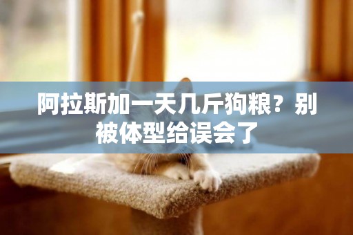 阿拉斯加一天幾斤狗糧？別被體型給誤會了
