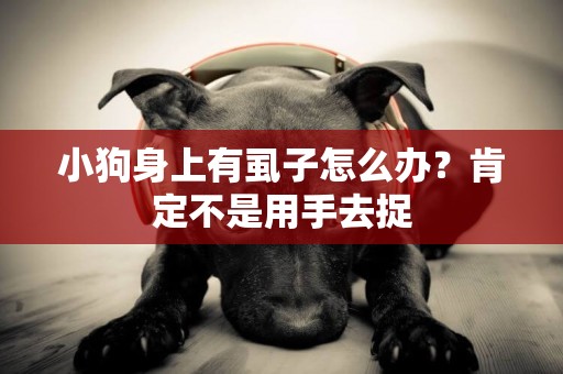 小狗身上有虱子怎么辦？肯定不是用手去捉