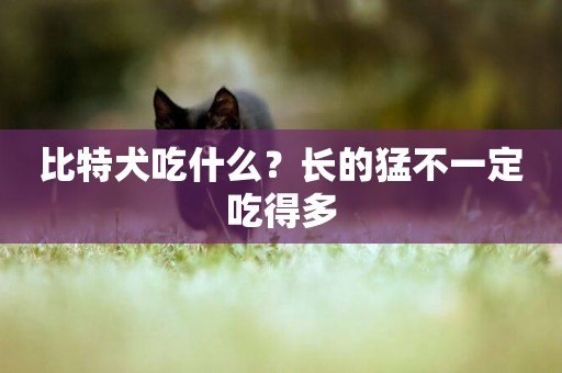 比特犬吃什么？長的猛不一定吃得多