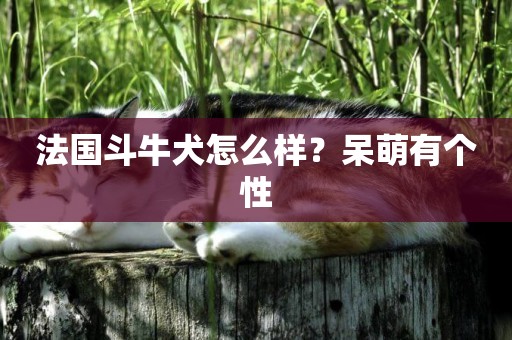 法國斗牛犬怎么樣？呆萌有個性