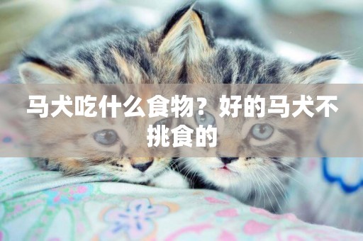 馬犬吃什么食物？好的馬犬不挑食的