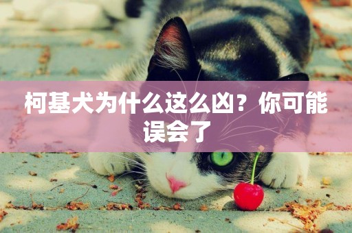柯基犬為什么這么兇？你可能誤會了