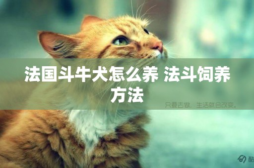 法國斗牛犬怎么養 法斗飼養方法