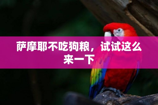 薩摩耶不吃狗糧，試試這么來一下