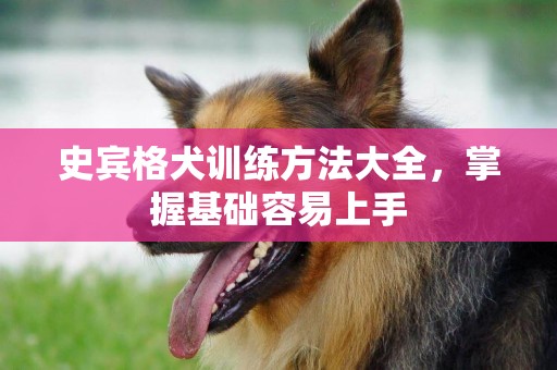 史賓格犬訓練方法大全，掌握基礎容易上手