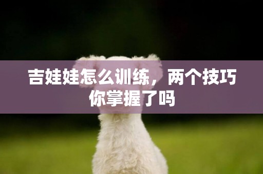 吉娃娃怎么訓練，兩個技巧你掌握了嗎