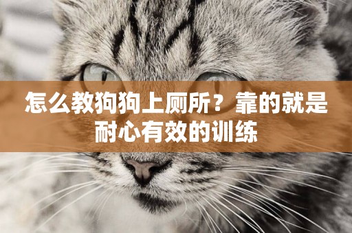怎么教狗狗上廁所？靠的就是耐心有效的訓練