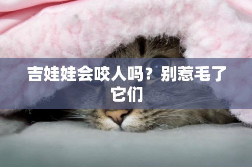 吉娃娃會咬人嗎？別惹毛了它們