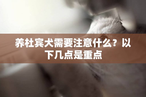 養杜賓犬需要注意什么？以下幾點是重點