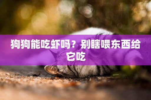 狗狗能吃蝦嗎？別瞎喂東西給它吃