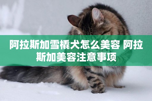 阿拉斯加雪橇犬怎么美容 阿拉斯加美容注意事項