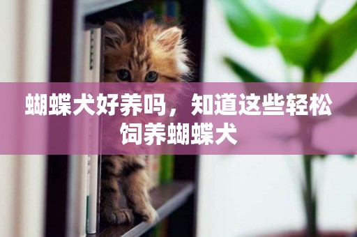 蝴蝶犬好養嗎，知道這些輕松飼養蝴蝶犬