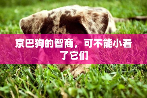 京巴狗的智商，可不能小看了它們
