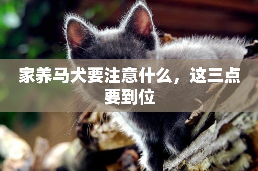 家養馬犬要注意什么，這三點要到位