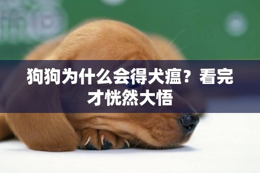 狗狗為什么會得犬瘟？看完才恍然大悟
