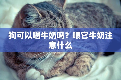 狗可以喝牛奶嗎？喂它牛奶注意什么